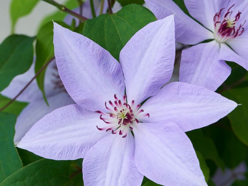 Clematis Bernadine™