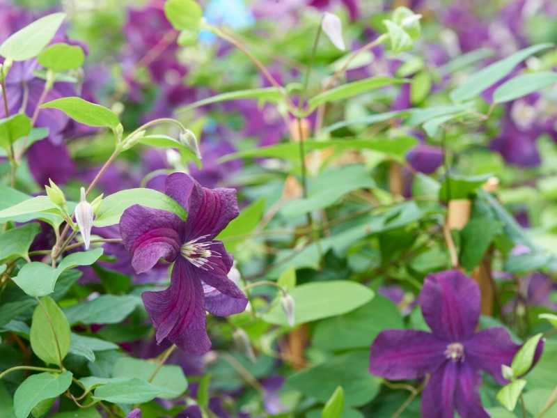 Clematis Ayako™ Boulevard® Evipo112(N)