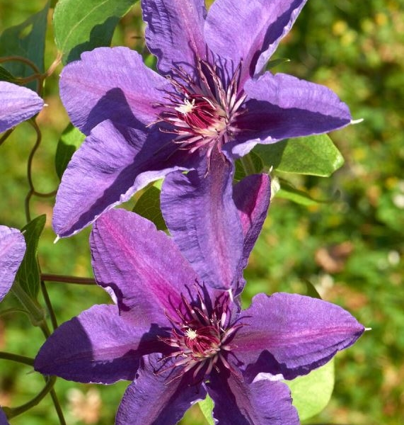 Clematis Guang™