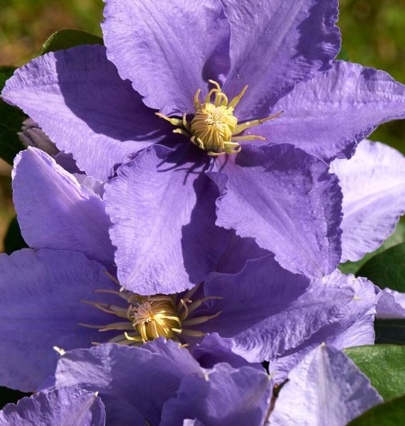 Clematis Kassia™