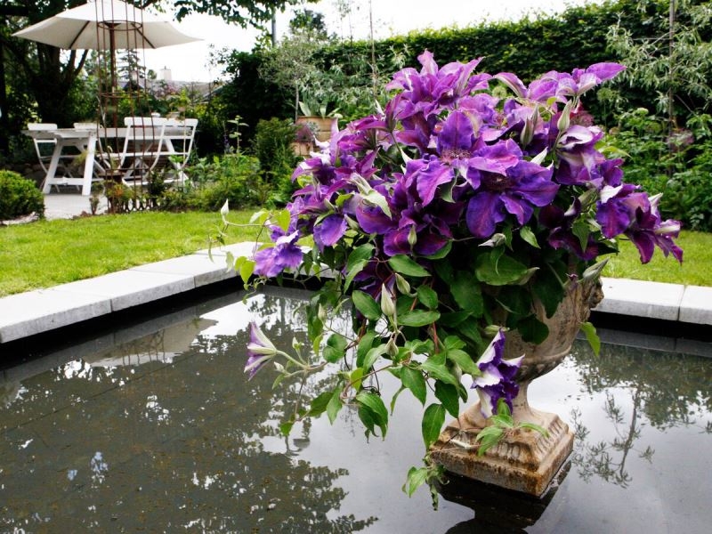 Clematis Guang™ Tudor Patio®