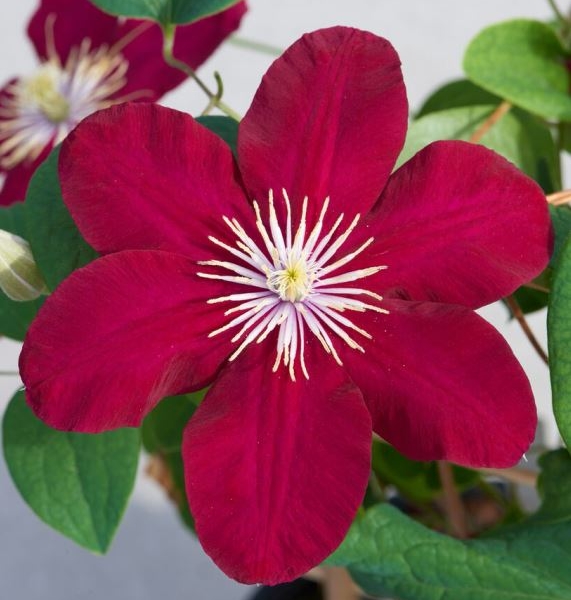 Clematis Issey™ Boulevard® Evipo081(N)