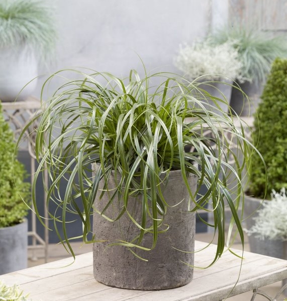 Carex Ribbon Falls®