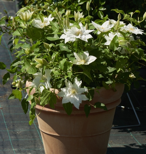 Clematis Eira™