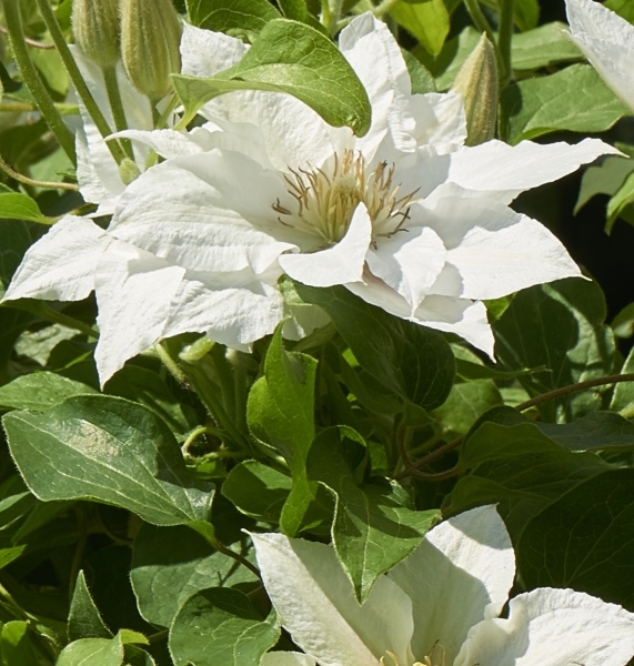 Clematis Eira™ Evipo107(N) Tudor Patio®