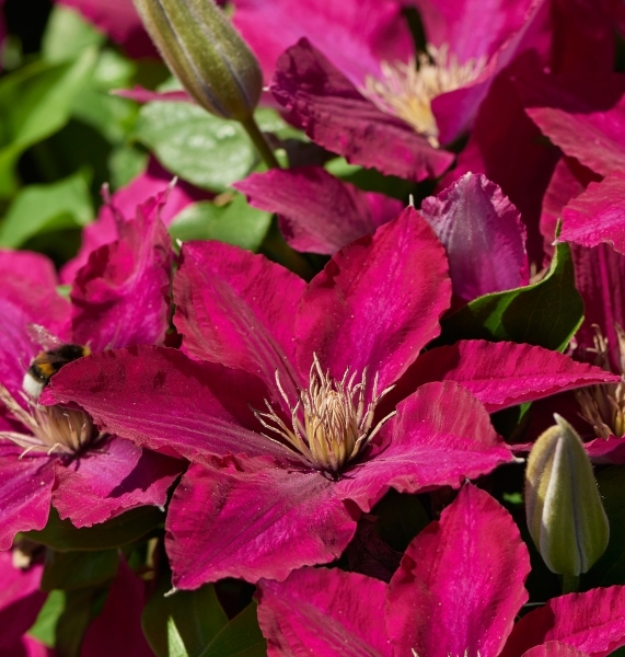 Clematis Ansley™ Evipo103(N) Tudor Patio®