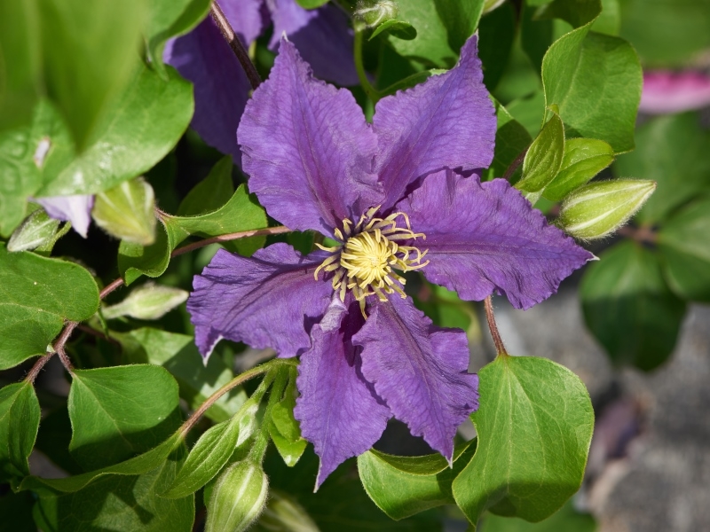 Clematis Becca™ Evipo104(N) Tudor Patio®