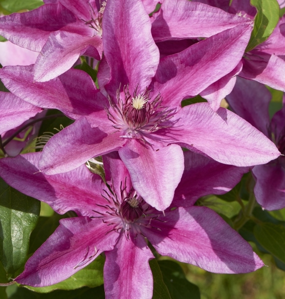 Clematis Darcy™ Evipo106(N) Tudor Patio®