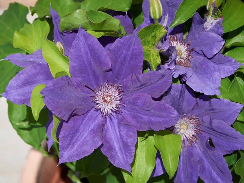 Clematis Hadley™ Evipo109(N)Tudor Patio®