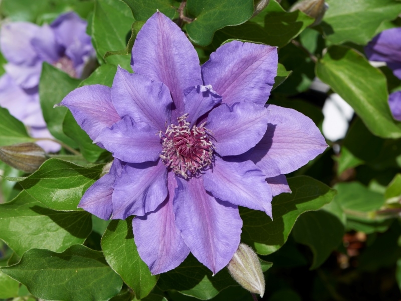 Clematis Sibyl™ Evipo105(N) Tudor Patio®