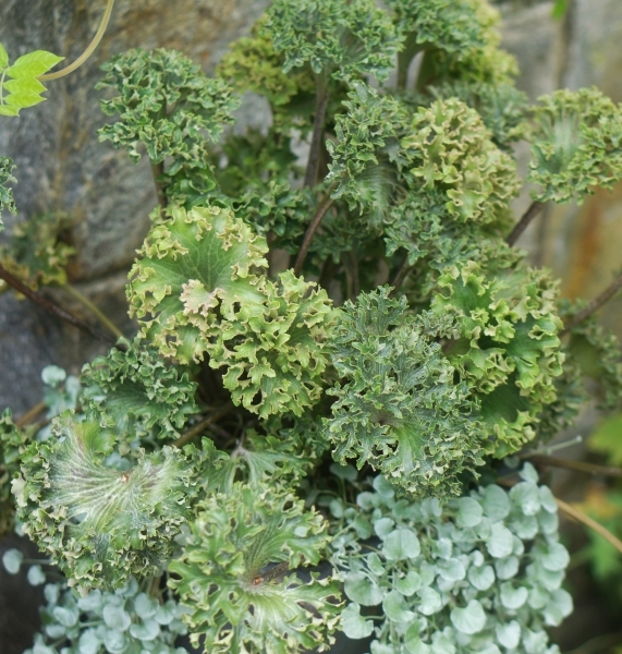 Farfugium ‘Wavy Gravy’