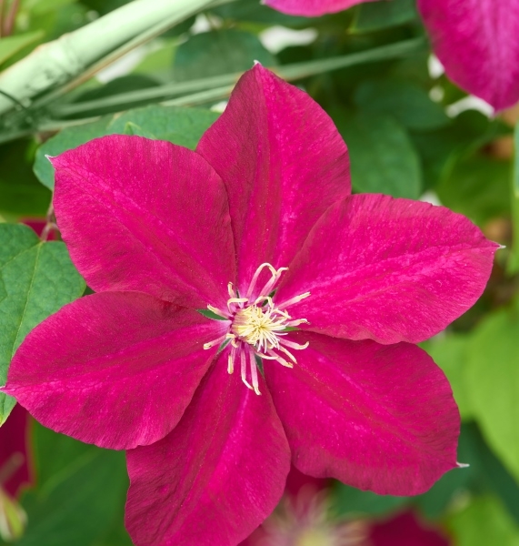 Clematis Alita™ Evipo070(N) Garland®