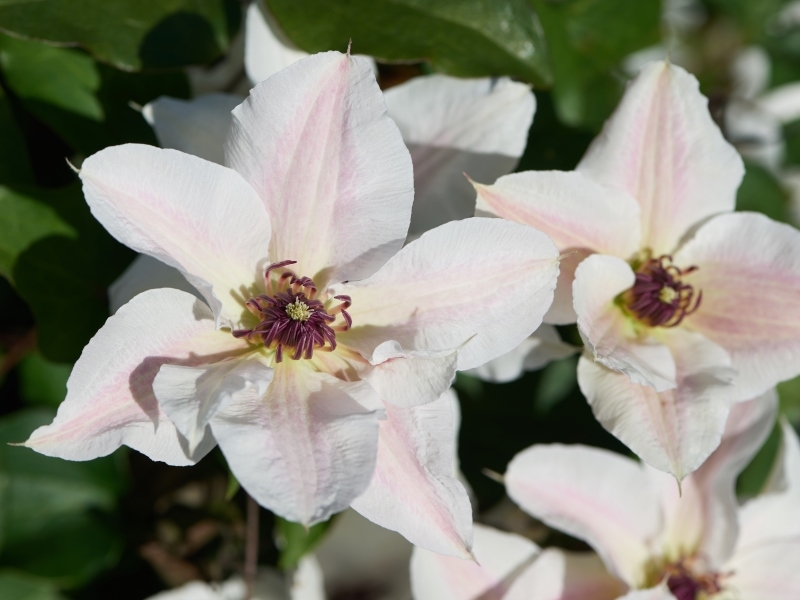 Clematis Faun™ Evipo108(N) Tudor Patio®