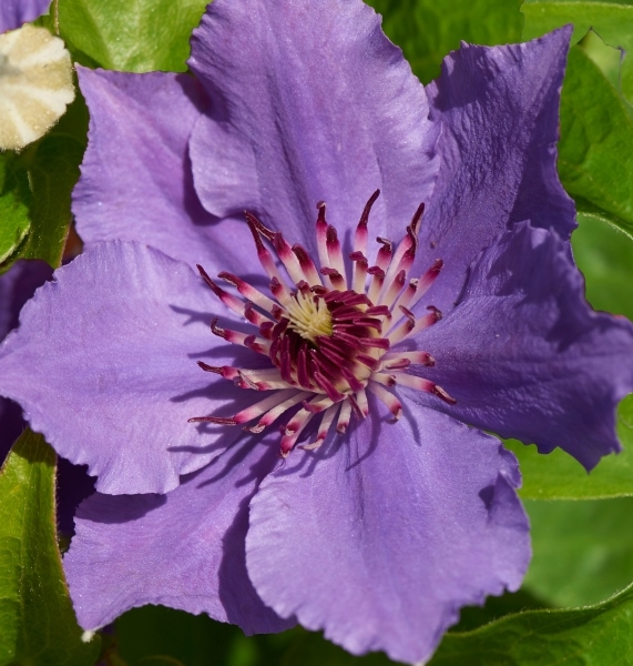 Clematis Urilla™ Evipo047(N) Tudor Patio™