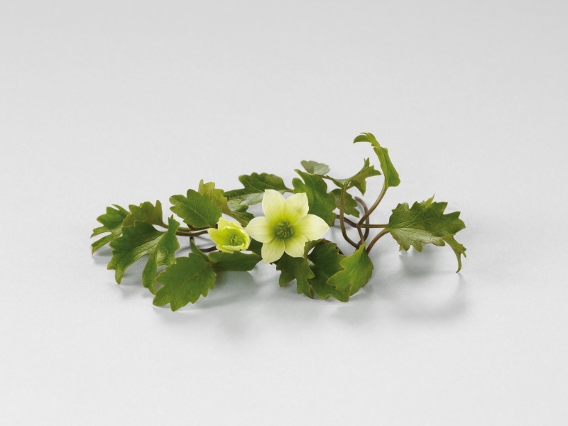 Clematis Michiko™ Evipo044(N) Evergreen Boulevard®
