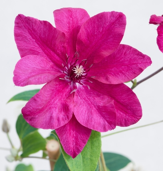 Clematis Pantheon™ Evipo102 Boulevard®