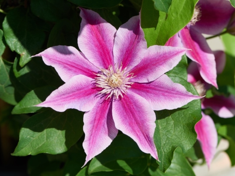 Clematis Poseidon™ Evipo113(N) Boulevard®