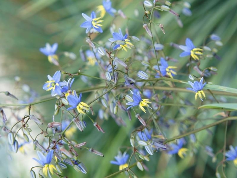 Dianella