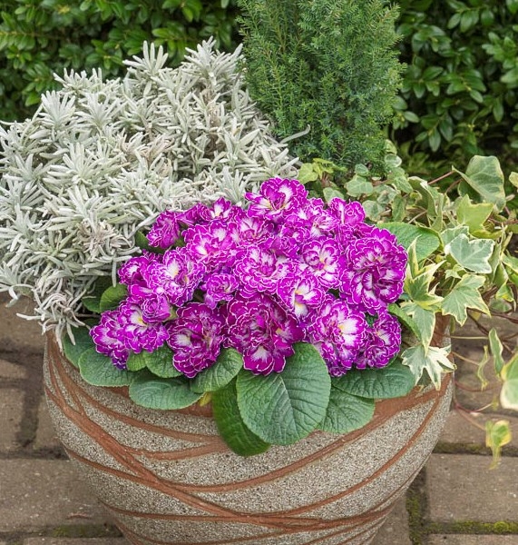 Primula Belarina Purple Dawn