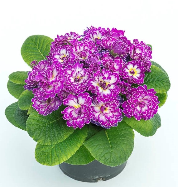 Primula Belarina Purple Dawn