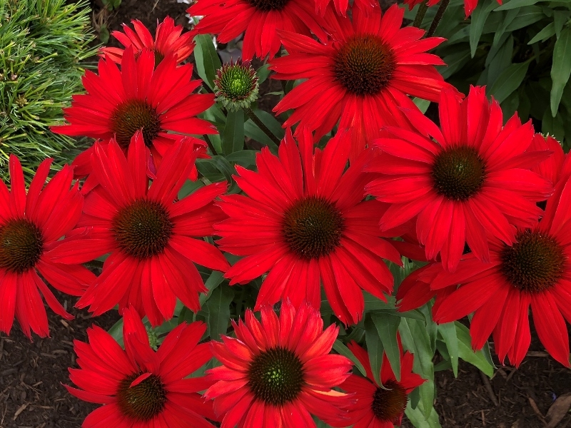 Echinacea KISMET® Red