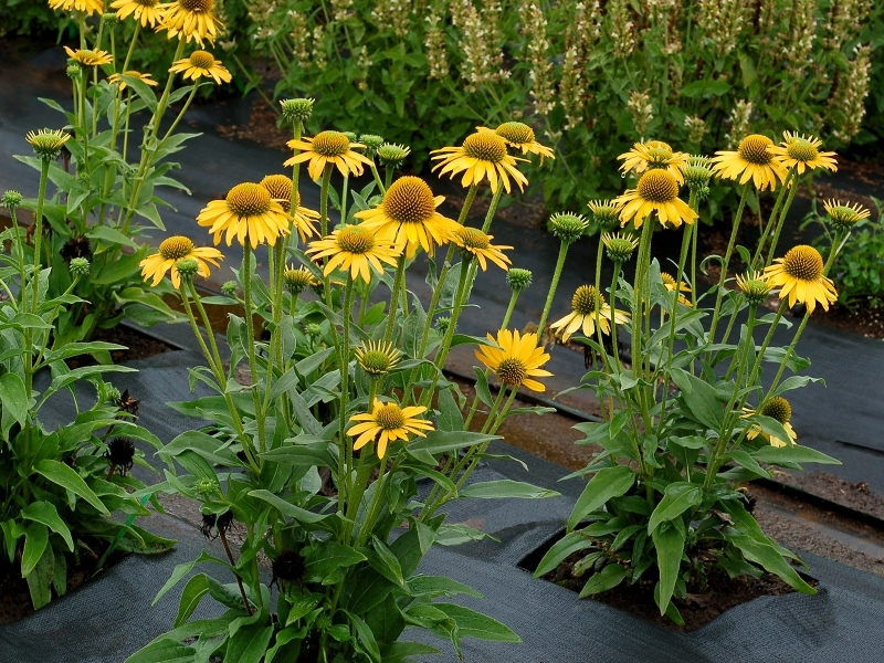 Echinacea KISMET® Yellow