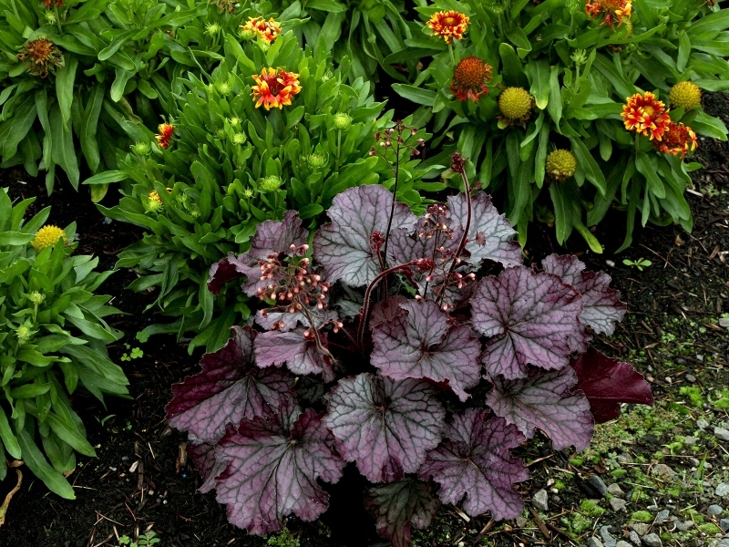 Heuchera NORTHERN EXPOSURE™ Purple