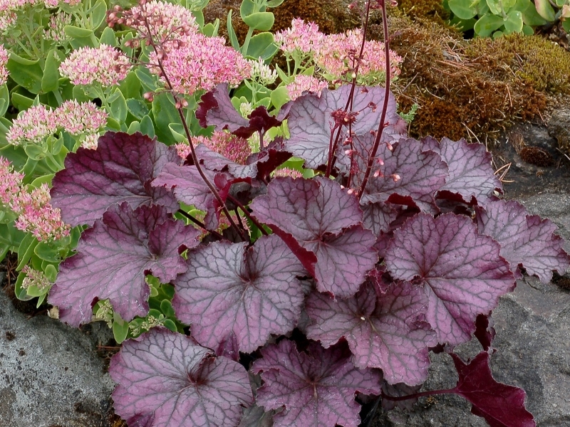 Heuchera NORTHENR EXPOSURE™ Purple