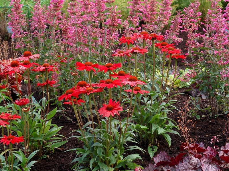 Echinacea KISMET® Red