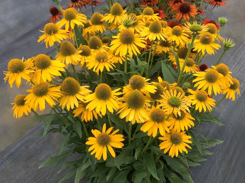 Echinacea KISMET® Yellow