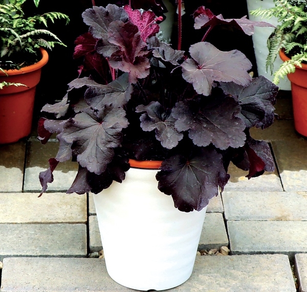 Heuchera NORTHERN EXPOSURE™ Black