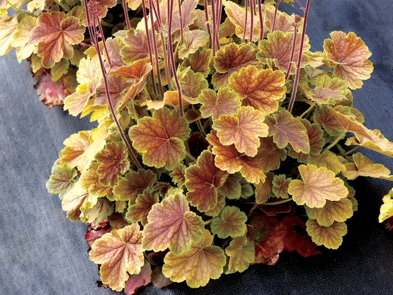 Heuchera NORTHERN EXPOSURE™ Sienna