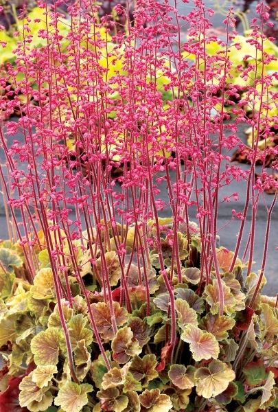 Heuchera NORTHER EXPOSURE™ Sienna