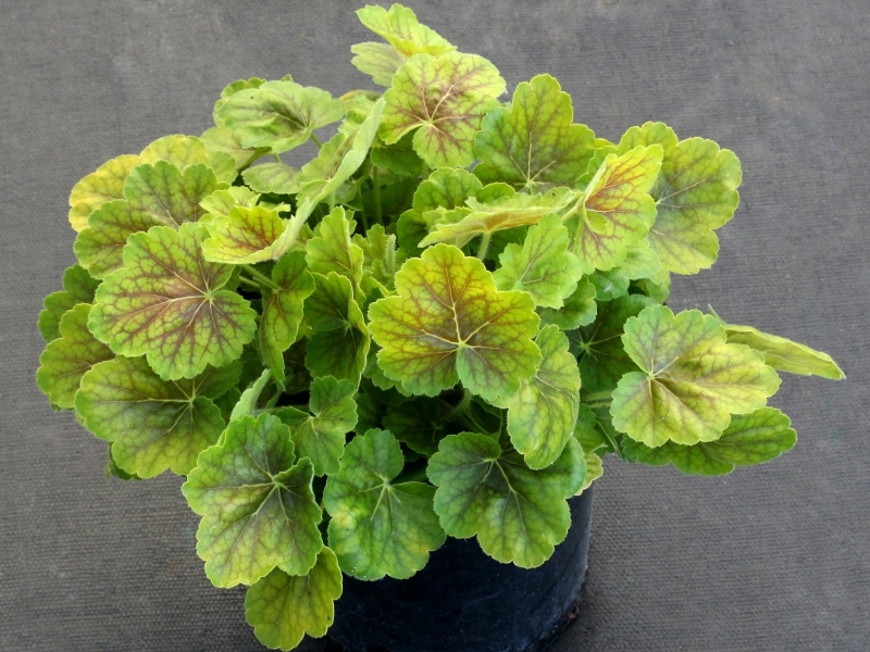 Heuchera NORTHER EXPOSURE™ Sienna