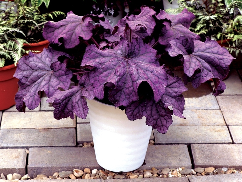 Heuchera GRANDE™ Amethyst