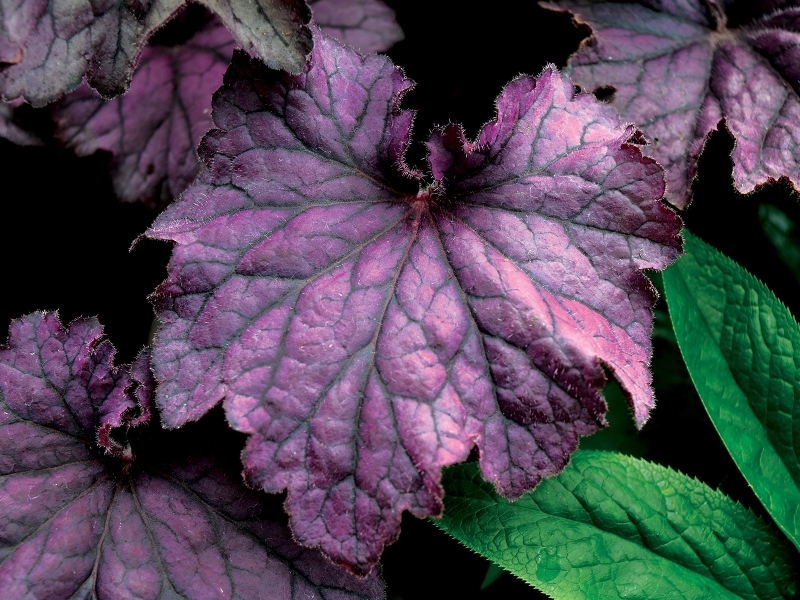 Heuchera GRANDE™ Amethyst