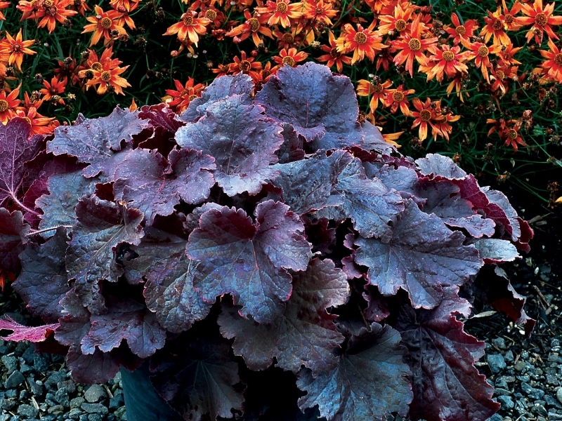 Heuchera NORTHERN EXPOSURE™ Black