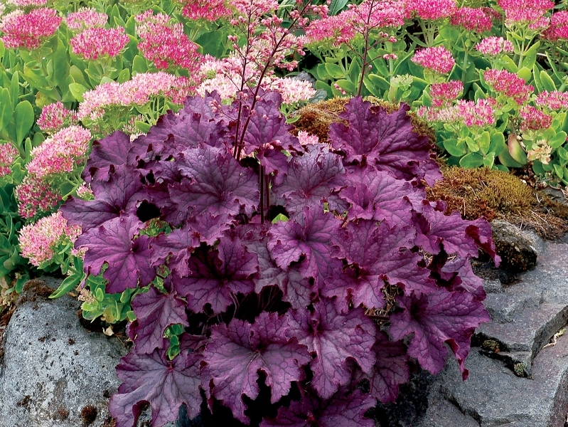 Heuchera GRANDE™ Amethyst