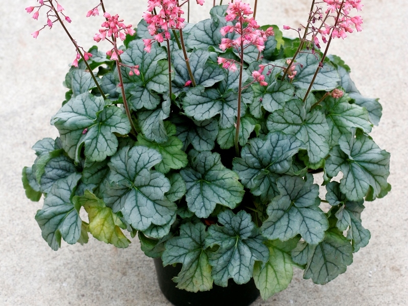 Heuchera LITTLE CUTIES® Shimmer