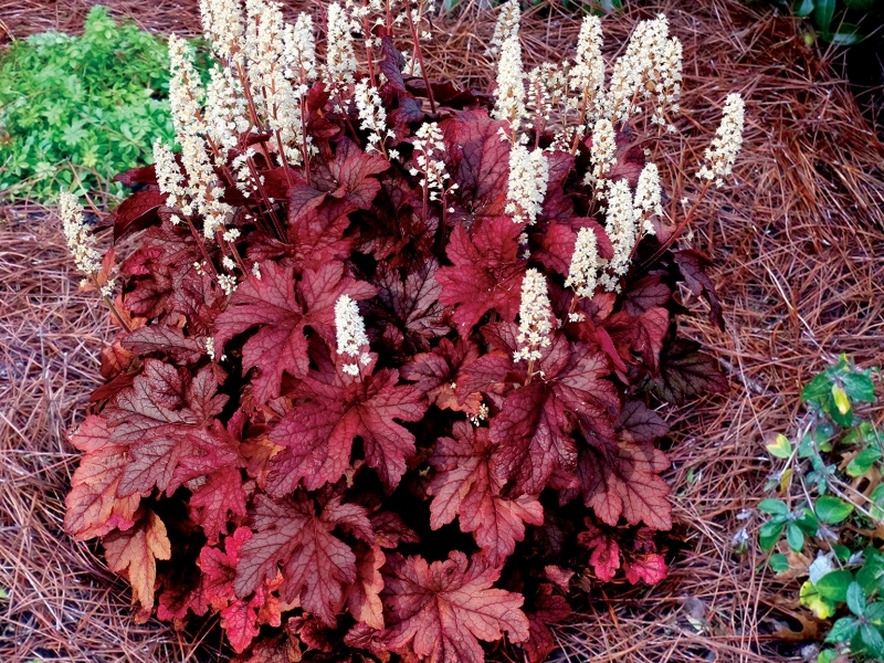 Heucherella Peach Tea