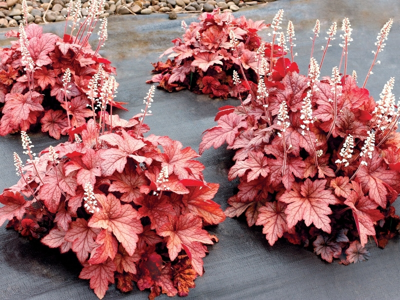 Heucherella Peach Tea