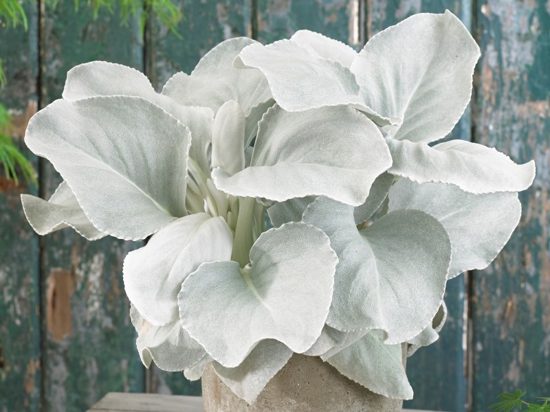 Senecio Angel Wings®