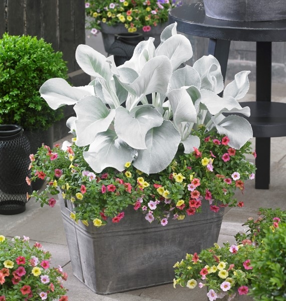 Senecio Angel Wings®