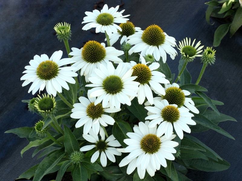 Echinacea KISMET® White