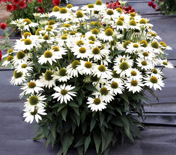 Echinacea KISMET® White