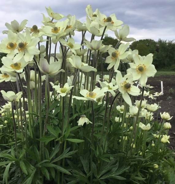 Anemone Beauty White