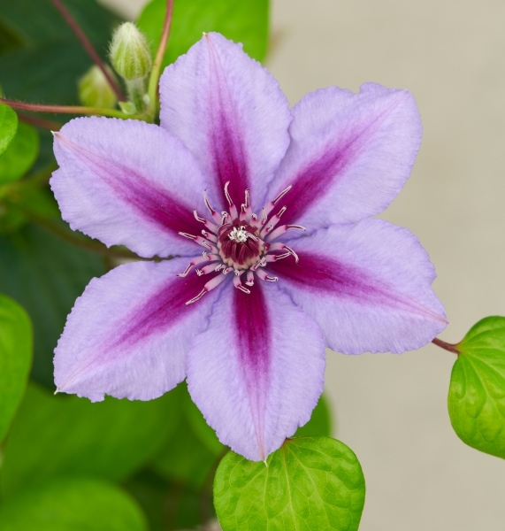 Clematis Triompe™