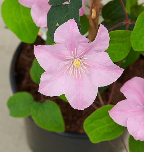 Clematis Pompeii™