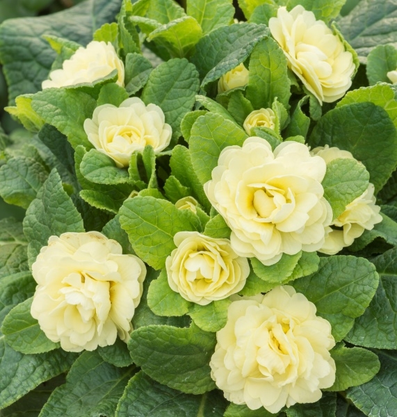 Primula Belarina Lemon Chiffon