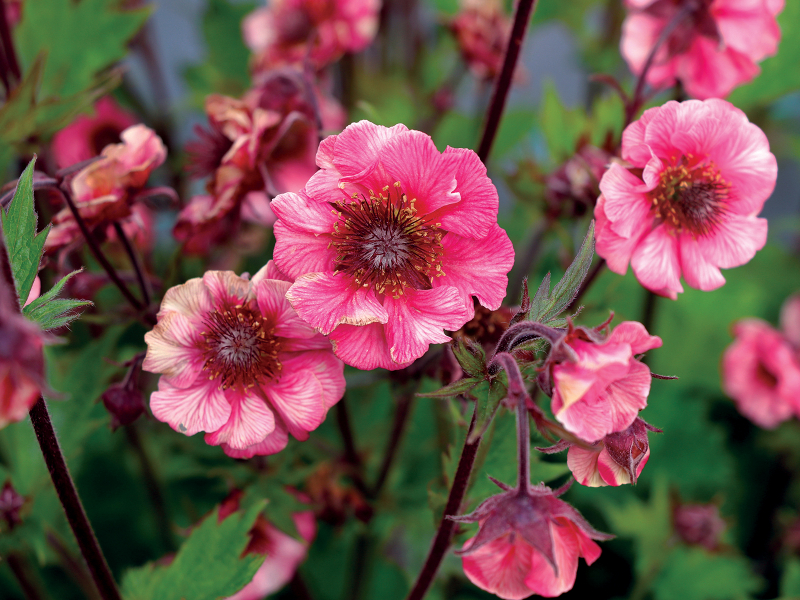 Geum TEMPO™ Rose